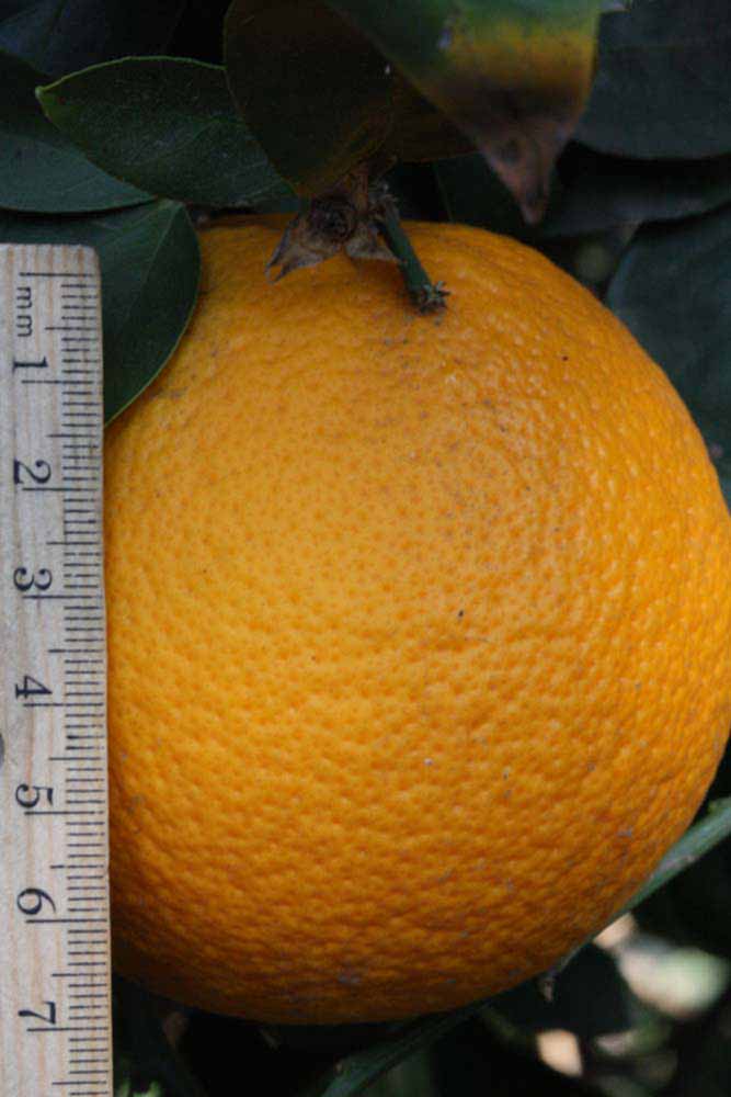              Fruit of  Citrus sinensis    x    Poncirus trifoliata        (Morton [citrange],   Riverside, CA)       
